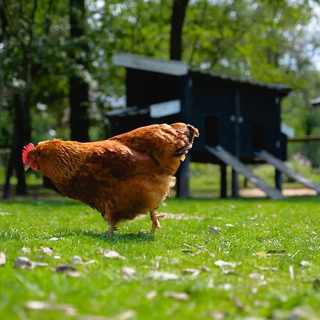 Glamping Winterswijk ラグジュアリーテント