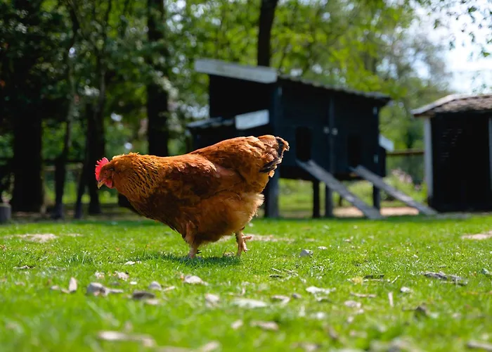 Glamping Winterswijk خيمة فخمة